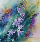 campanula